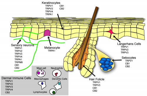 CB receptors in our skin