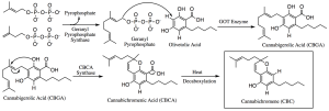 how to make cbc, cannabichromene, biosynthesis